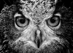 animals-macro-owl-birds-wallpaper-preview